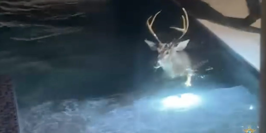 Watch: Uninvited, ‘buck-wild’ visitor invades Florida home, takes quick dip in pool before fleeing