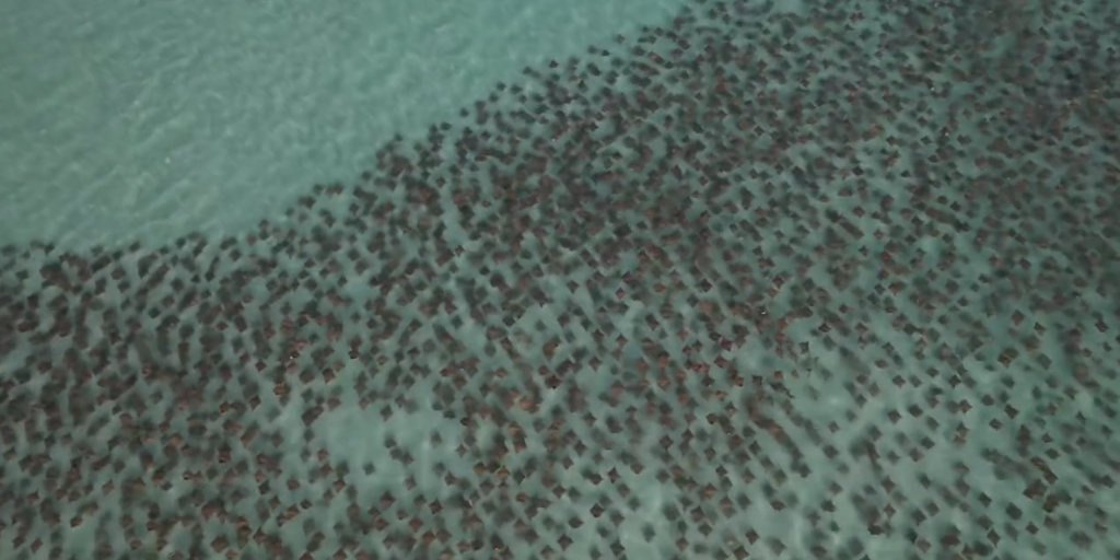 Stunning sight as hundreds of cownose rays glide through crystal-clear Gulf waters