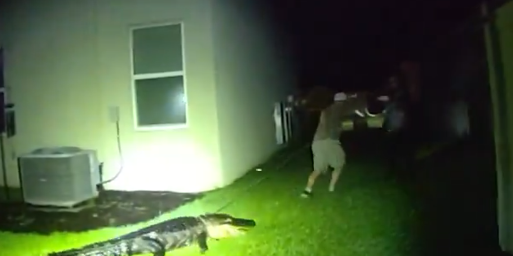 Video: Massive alligator makes itself at home on Florida property before being hauled away