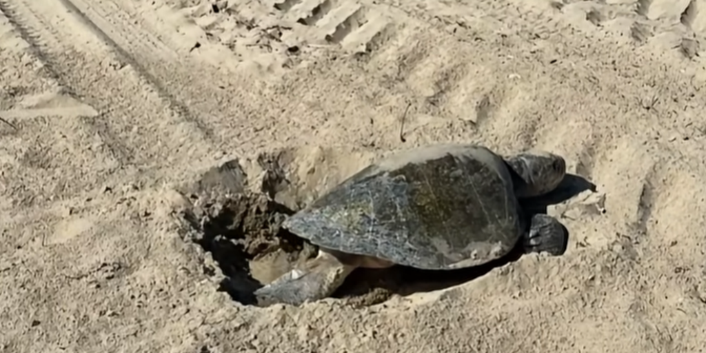 Sea turtle makes rare, first-ever nest on West Coast beach thanks to warm waters from looming 'Super' El Niño