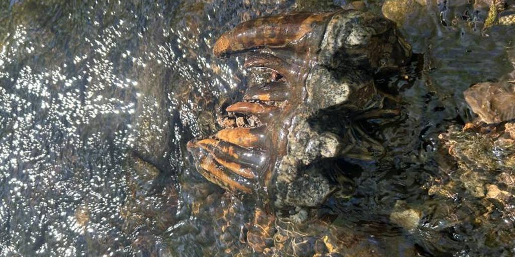 Photos: Rare Ice Age tooth discovered in California preserve after thousands of years
