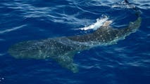 See it: New York waters welcome 2 massive visitors as whale sharks spotted off coast