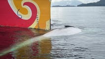 57-foot rare, endangered fin whale found dead on bow of cruise ship in Alaska