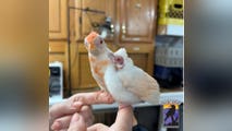 Photos: Pennsylvania wildlife center welcomes pair of exceptionally rare albino cardinals