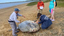 See it: Massive 900-pound ocean sunfish found dead on Cape Cod beach