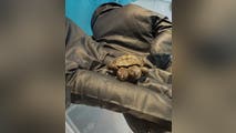 See it: Rare two-headed turtle hatchling found on Cape Cod