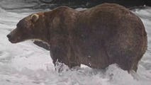 The votes are in and this massive, 'easy-going' bear took the crown to win Alaska's 2026 Fat Bear Week