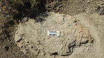 Scientists uncover first known adult T. rex trackway dating back 66.5 million years