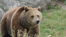 Severely injured hunter drives himself home after surviving fierce Montana grizzly attack