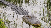 Child survives frightening alligator attack after venturing into restricted Florida waters