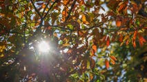 Fall arrives with the autumnal equinox. How much daylight you will begin to lose?