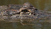 Louisiana is expanding its recreational gator hunt — with 10,000 alligators in the crosshairs