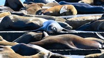 Sick and disoriented sea lions are washing ashore as toxic threat grips California coast