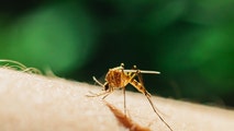 Florida battles its largest dengue outbreak in decades as cases surge across the state