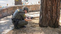 Valuable trees poisoned by diesel fuel prompt officials to offer hefty reward for any information