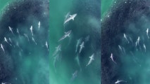 Watch: Horde of hungry spinner sharks rips through massive bait ball off New York coast