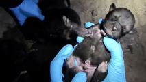 Endangered red wolf pups make incredible journey from Saint Louis Zoo to wild North Carolina pack
