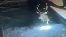 Watch: Uninvited, ‘buck-wild’ visitor invades Florida home, takes quick dip in pool before fleeing