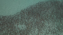 Stunning sight as hundreds of cownose rays glide through crystal-clear Gulf waters