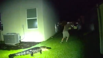 Video: Massive alligator makes itself at home on Florida property before being hauled away