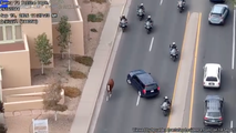 Video: Runaway horse leads multiple police units on wild pursuit through New Mexico streets