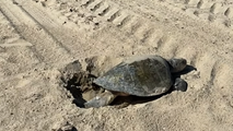 Sea turtle makes rare, first-ever nest on West Coast beach thanks to warm waters from looming 'Super' El Niño