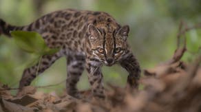 New wild cat species discovered after hiding in plain sight for more than a century