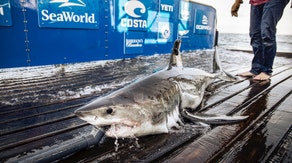 Great white family tree takes shape after DNA reveals 2 OCEARCH tagged sharks are siblings
