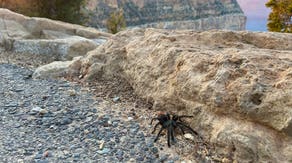 Watch your step: Tarantula season is underway at Grand Canyon National Park