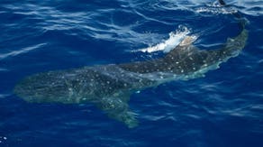 See it: New York waters welcome 2 massive visitors as whale sharks spotted off coast