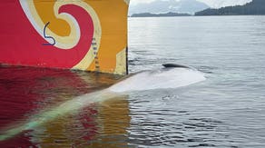57-foot rare, endangered fin whale found dead on bow of cruise ship in Alaska
