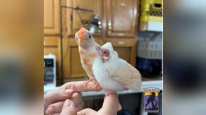 Photos: Pennsylvania wildlife center welcomes pair of exceptionally rare albino cardinals