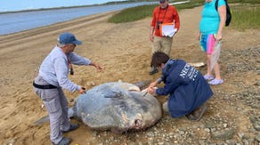 See it: Massive 900-pound ocean sunfish found dead on Cape Cod beach