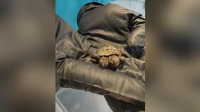 See it: Rare two-headed turtle hatchling found on Cape Cod
