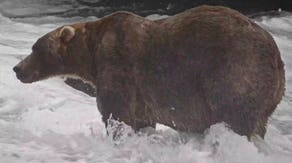 The votes are in and this massive, 'easy-going' bear took the crown to win Alaska's 2026 Fat Bear Week