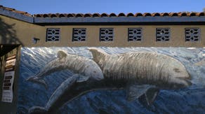 The race to save the world's most endangered marine mammal isn't over yet
