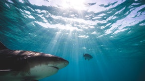 Tourist left seriously injured following shark attack during dolphin excursion in Bahamas