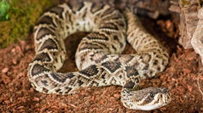 These US beaches are home to some of America's most venomous snakes