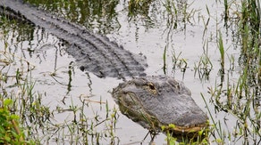 Child survives frightening alligator attack after venturing into restricted Florida waters