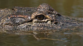 Louisiana is expanding its recreational gator hunt — with 10,000 alligators in the crosshairs