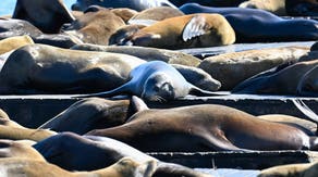 Sick and disoriented sea lions are washing ashore as toxic threat grips California coast