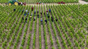 Europe’s scorching summer could give champagne a stronger kick