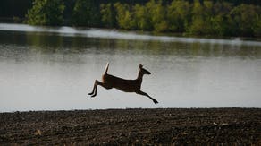 This state needs your help in identifying cases of a deadly deer disease caused by gnats