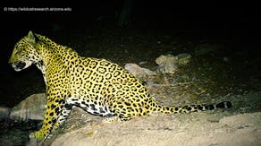 Meet Cinco, one of just 5 jaguars documented in Arizona in more than a decade