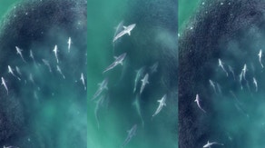 Watch: Horde of hungry spinner sharks rips through massive bait ball off New York coast