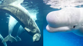 3 belugas die at Chicago aquarium in just over a week, including 2 recently rescued from Canada