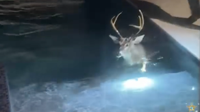 Watch: Uninvited, ‘buck-wild’ visitor invades Florida home, takes quick dip in pool before fleeing