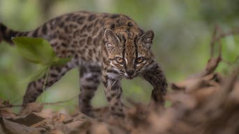 New wild cat discovered after hiding in plain sight for over 100 years - Fox News