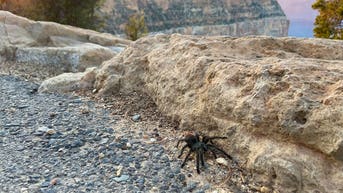 Seasonal invasion of these massive spiders now underway at popular national park - Fox News
