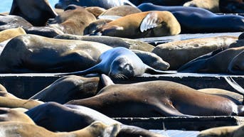 Toxic threat hits US coast as influx of animals are getting poisoned by algae - Fox News